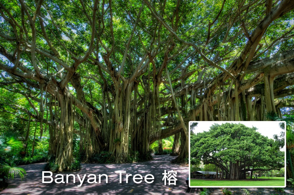 Banyan-Tree